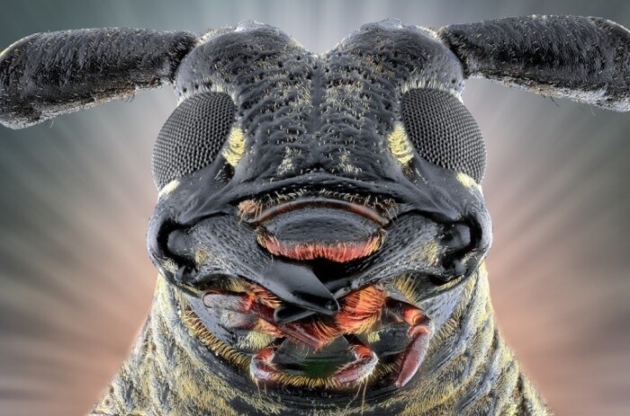 fotografías insectos corta distancia 9