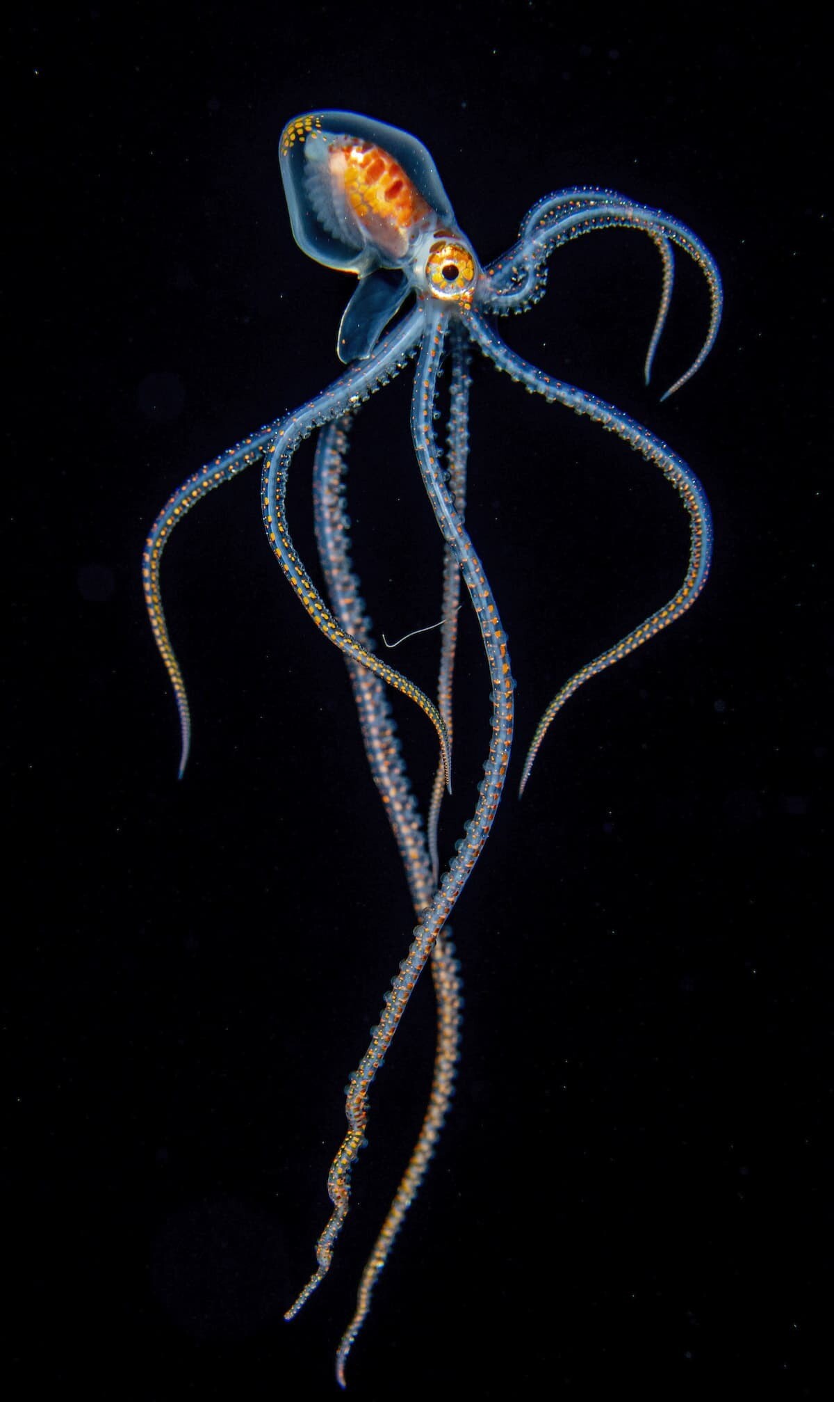 jeff milisen naturaleza fotografia biologia oceano mar 1