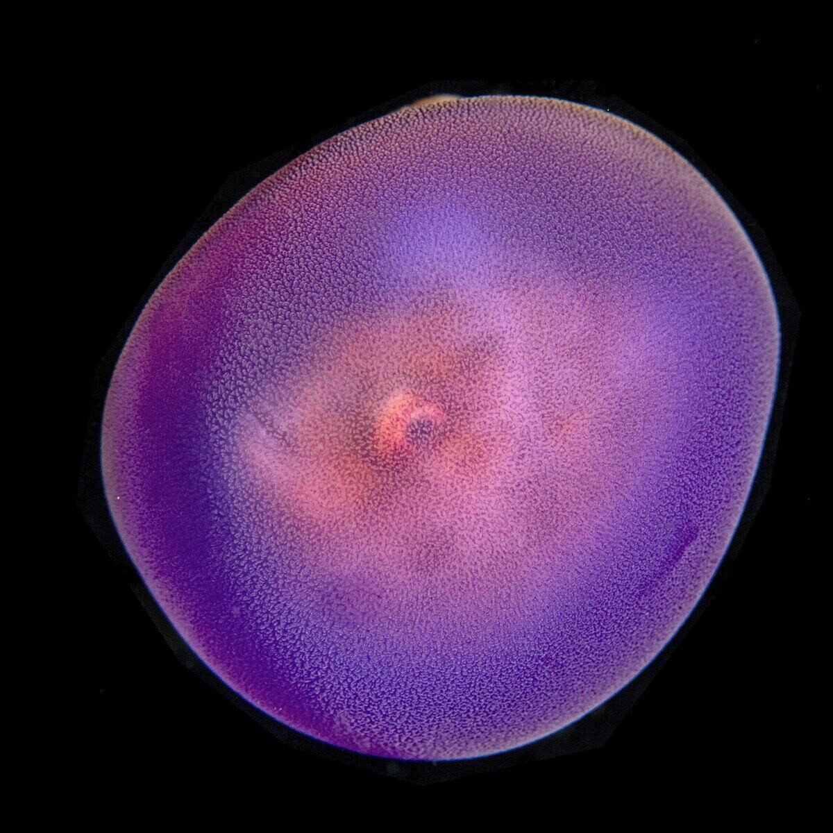 jeff milisen naturaleza fotografia biologia oceano mar 10
