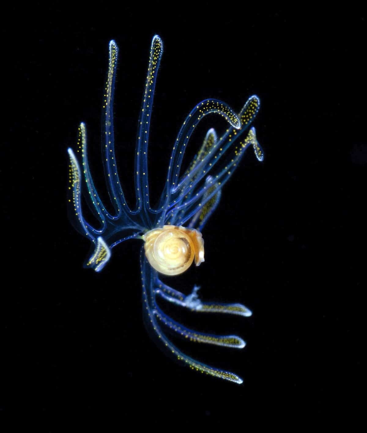 jeff milisen naturaleza fotografia biologia oceano mar 11