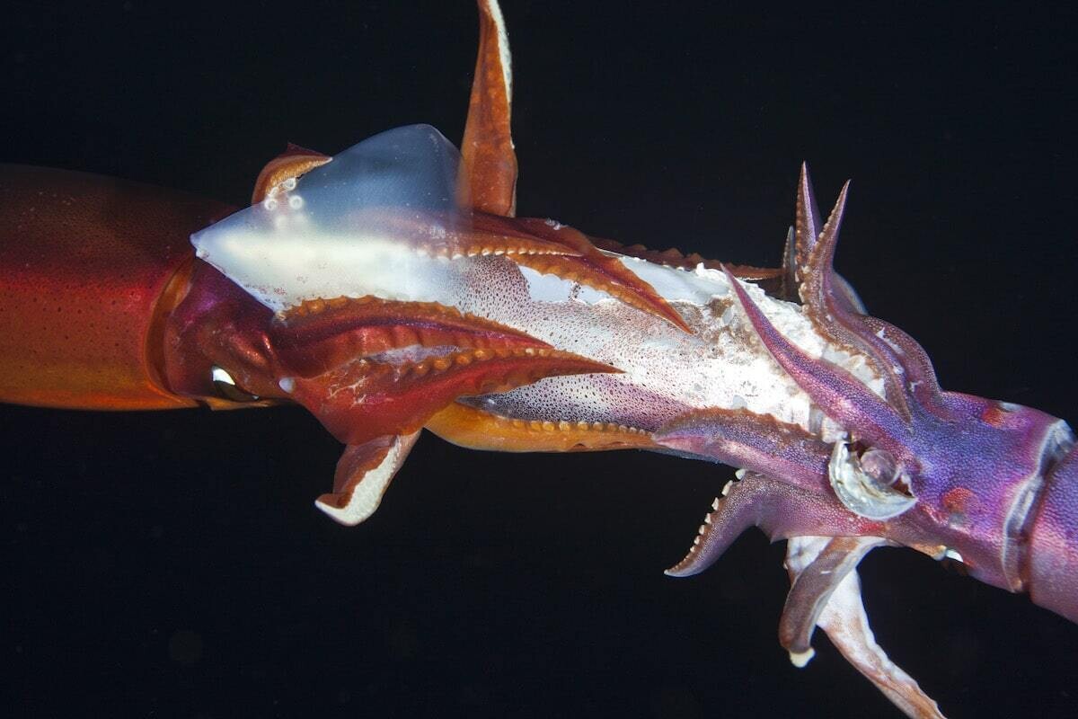 jeff milisen naturaleza fotografia biologia oceano mar 2