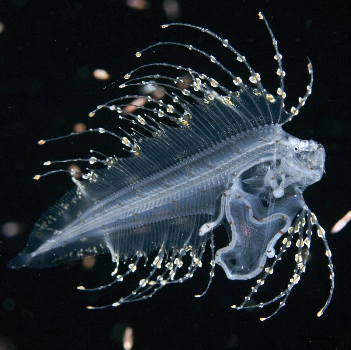 jeff milisen naturaleza fotografia biologia oceano mar 3