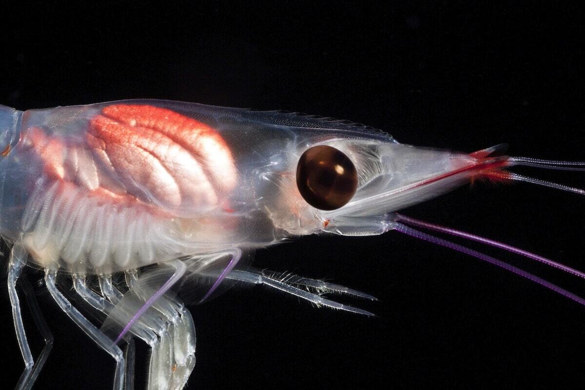 jeff milisen naturaleza fotografia biologia oceano mar 4