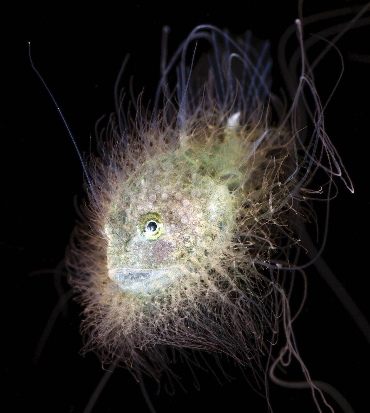 jeff milisen naturaleza fotografia biologia oceano mar 5