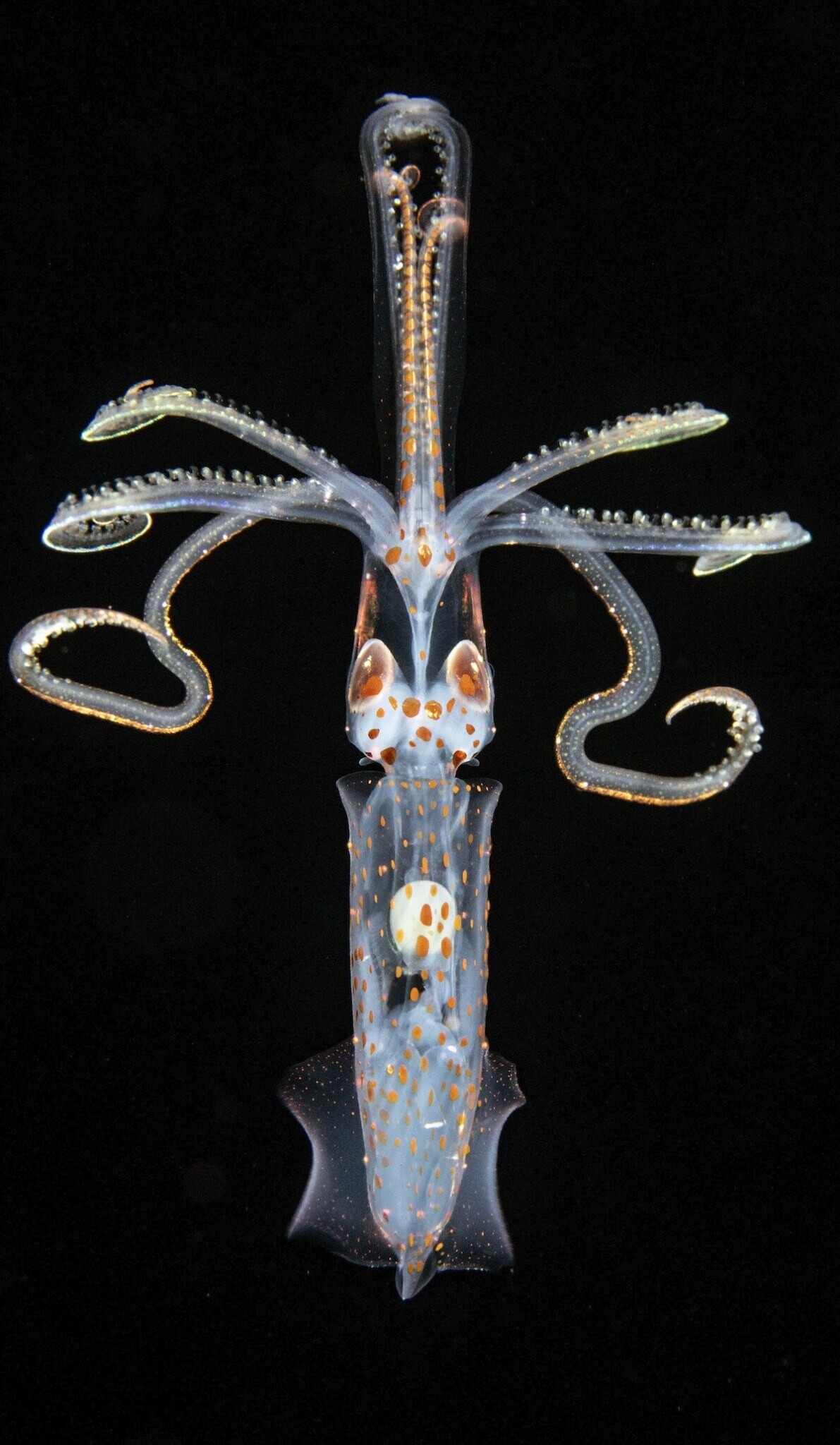jeff milisen naturaleza fotografia biologia oceano mar 6