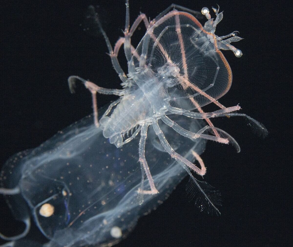 jeff milisen naturaleza fotografia biologia oceano mar 7