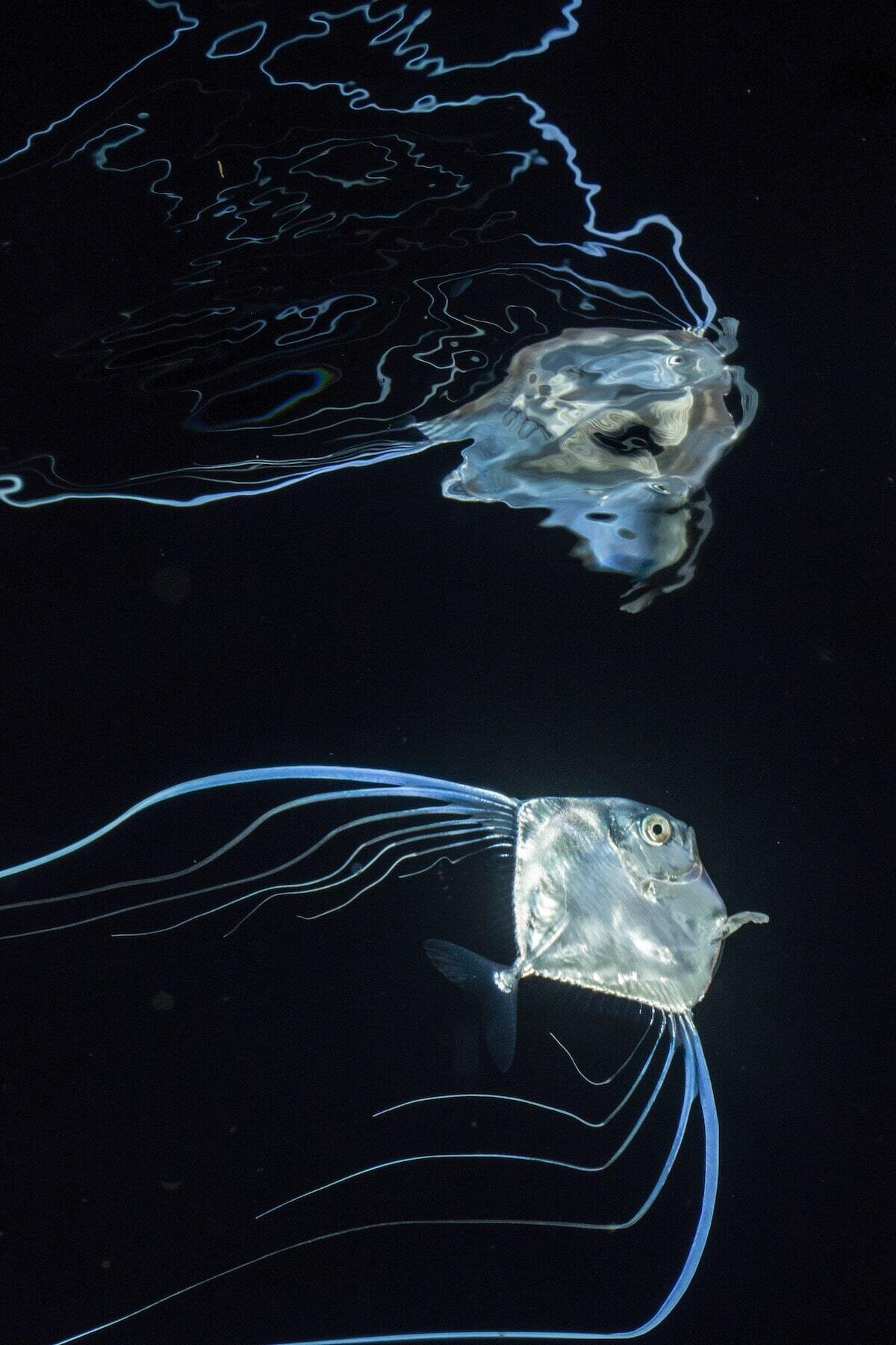 jeff milisen naturaleza fotografia biologia oceano mar 8