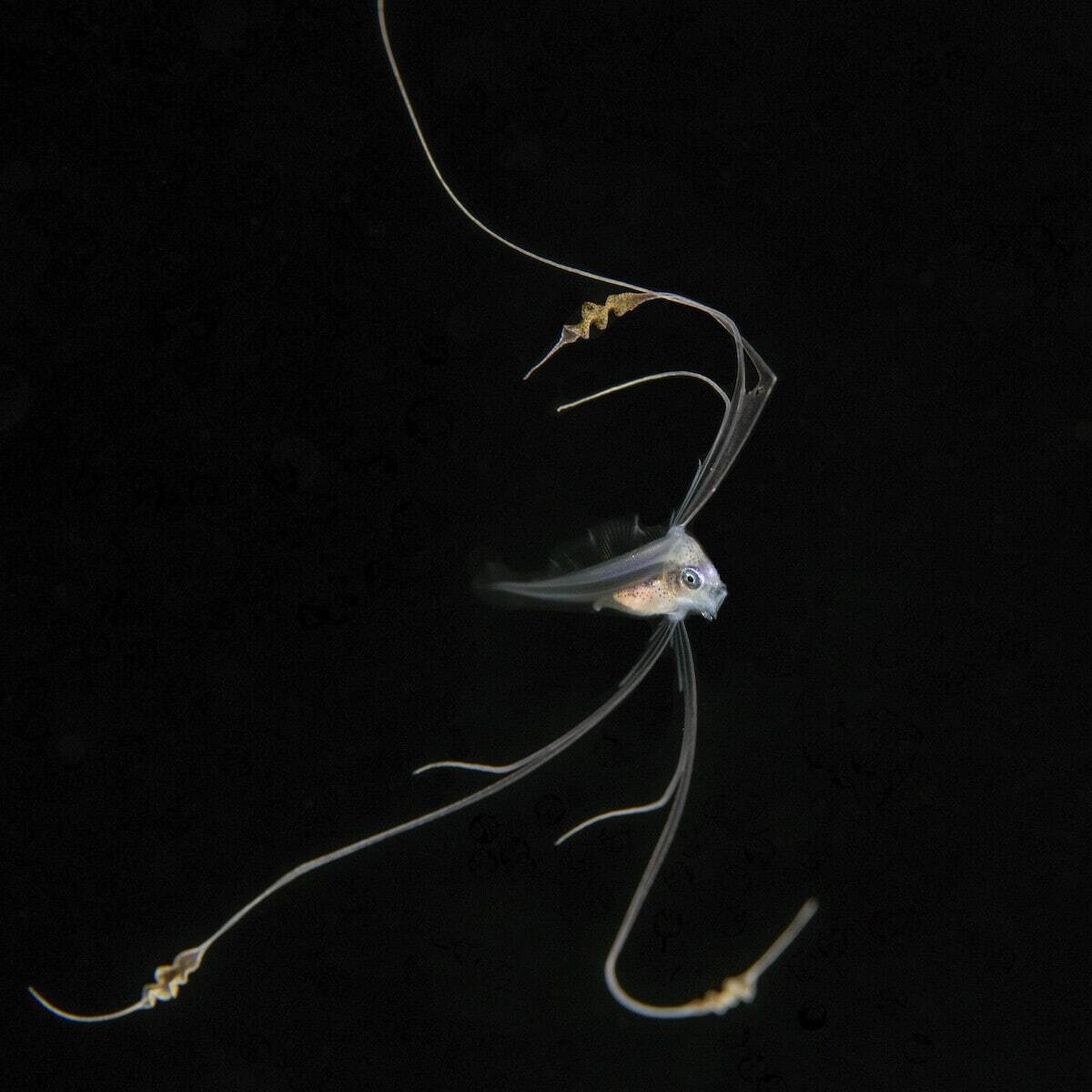 jeff milisen naturaleza fotografia biologia oceano mar 9