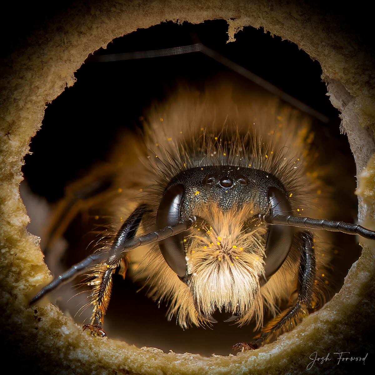 josh forwood abejas naturaleza fotografia silvestre 1