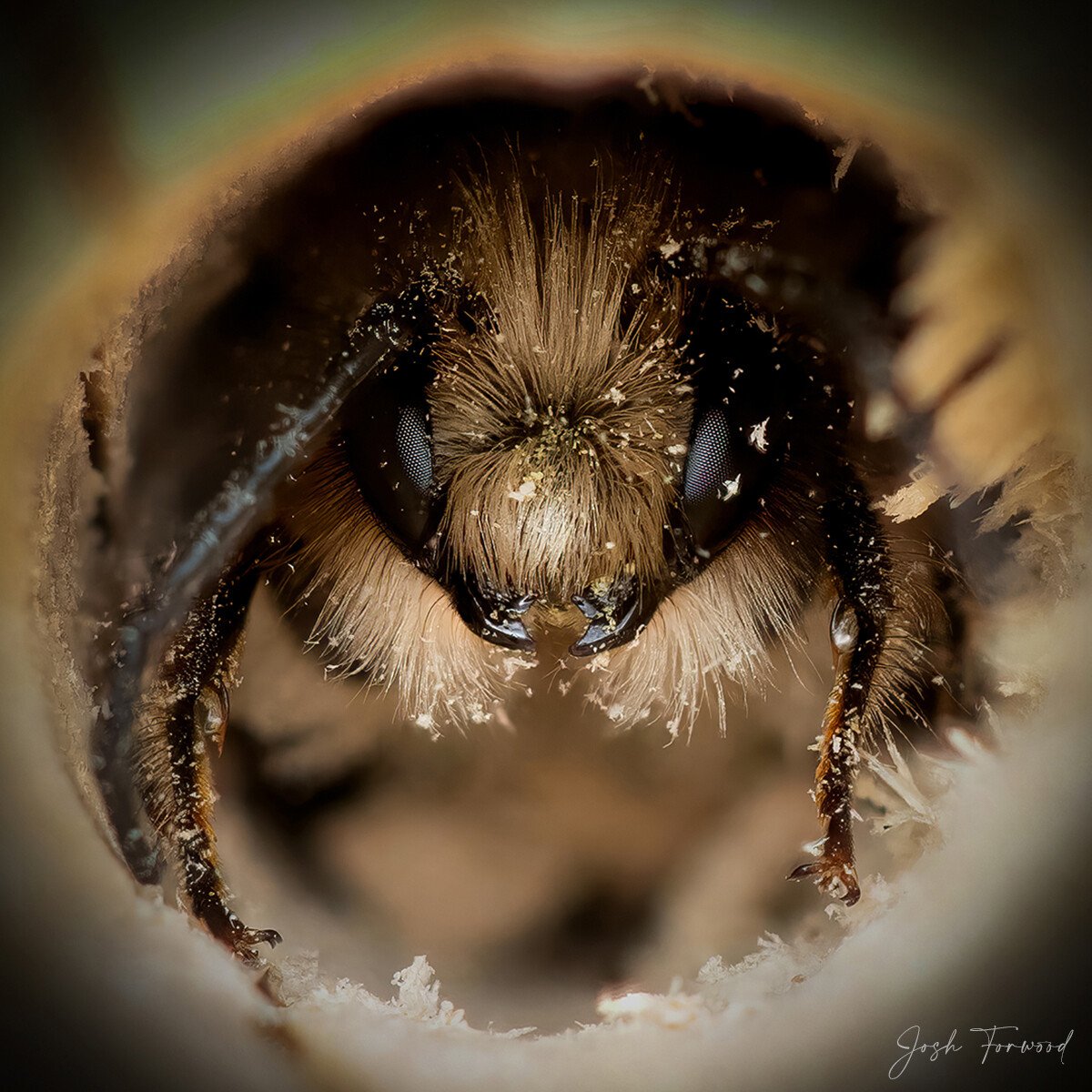 josh forwood abejas naturaleza fotografia silvestre 2