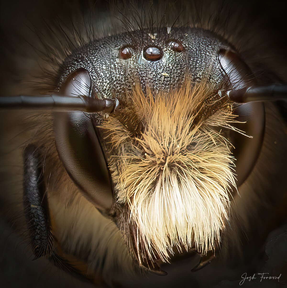 josh forwood abejas naturaleza fotografia silvestre 3