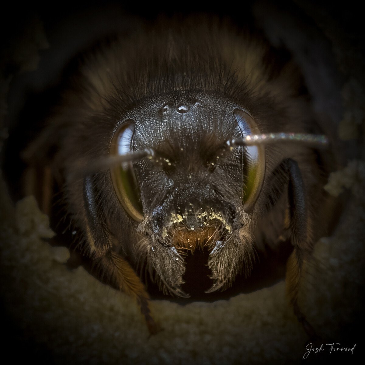 josh forwood abejas naturaleza fotografia silvestre 4
