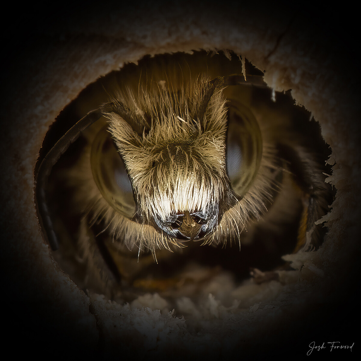 josh forwood abejas naturaleza fotografia silvestre 6