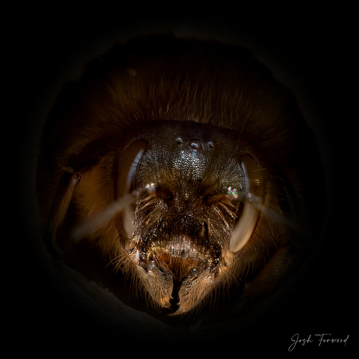 josh forwood abejas naturaleza fotografia silvestre 7