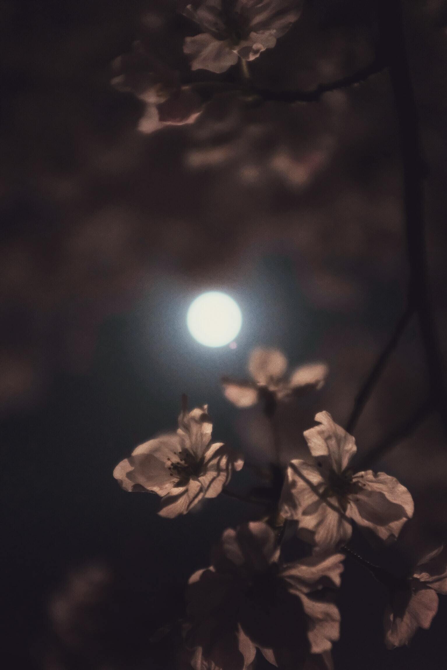 la luna de las flores