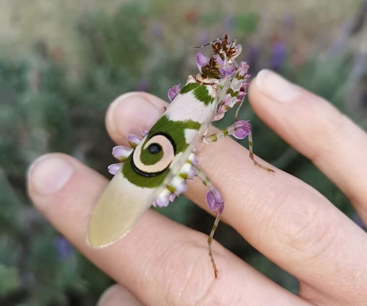 margaret neville naturaleza mantis flor 2