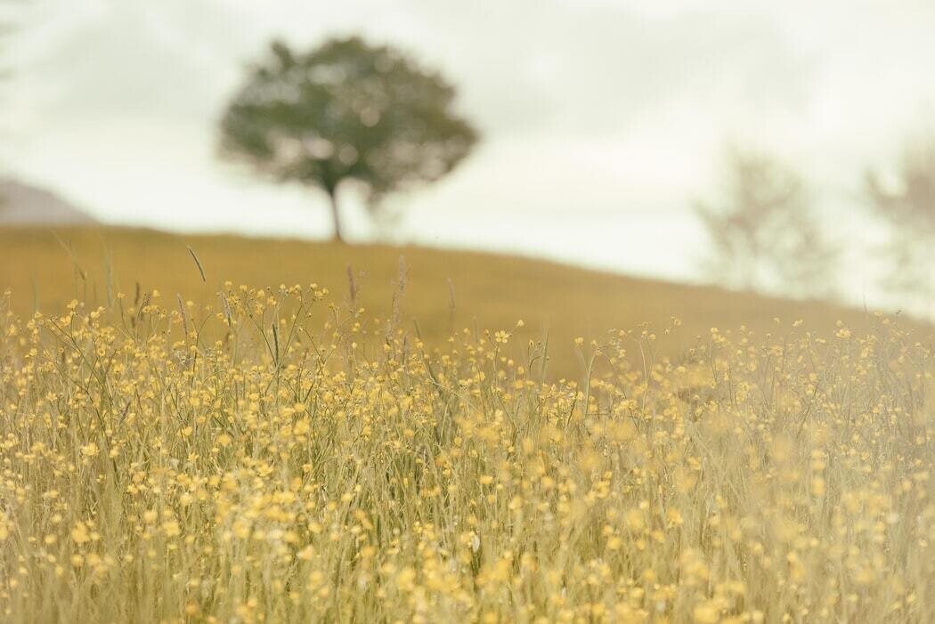 sonidos de la naturaleza mejoran la salud.jpg1