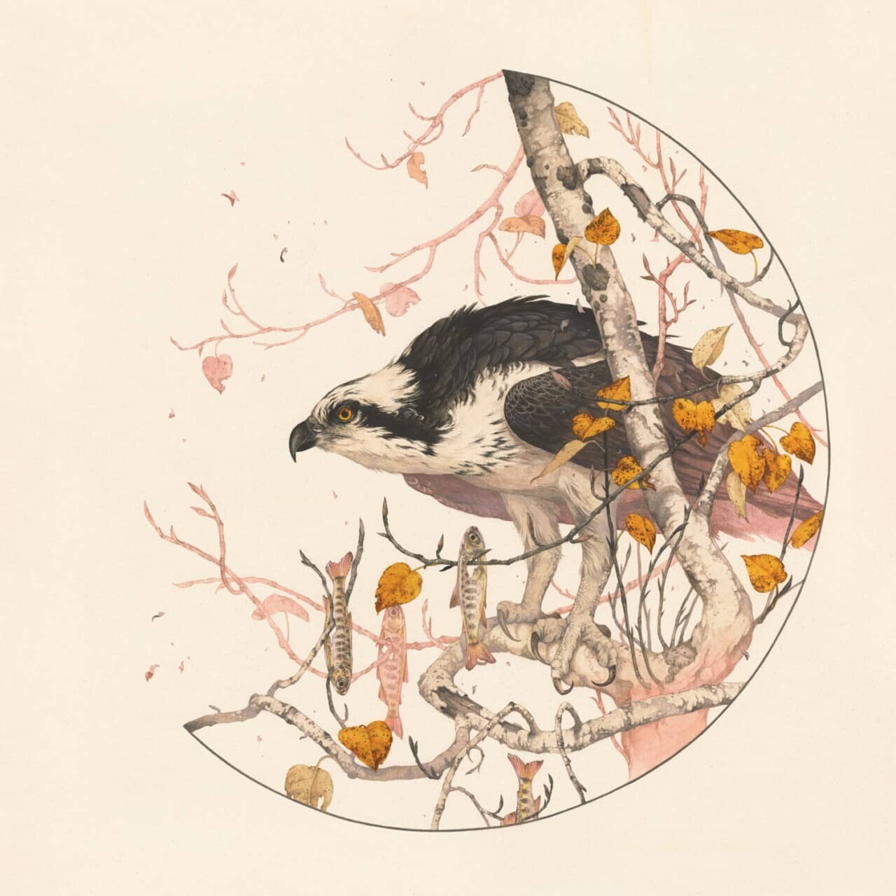 teagan white ilustraciones fauna 1
