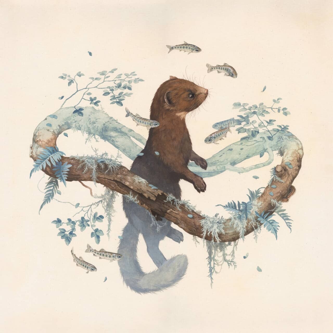 teagan white ilustraciones fauna 2