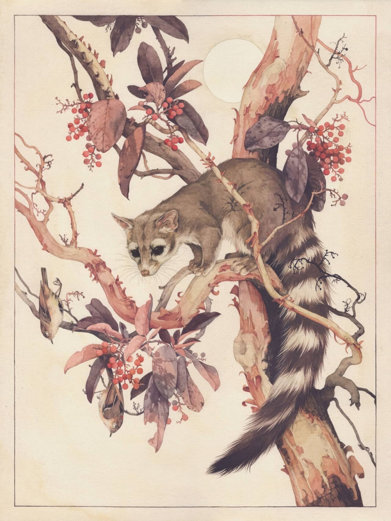 teagan white ilustraciones fauna 3