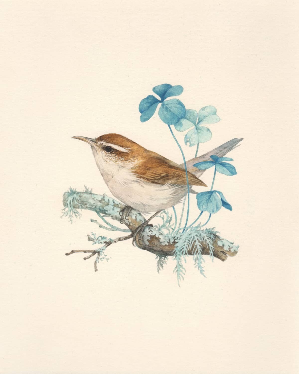 teagan white ilustraciones fauna 4