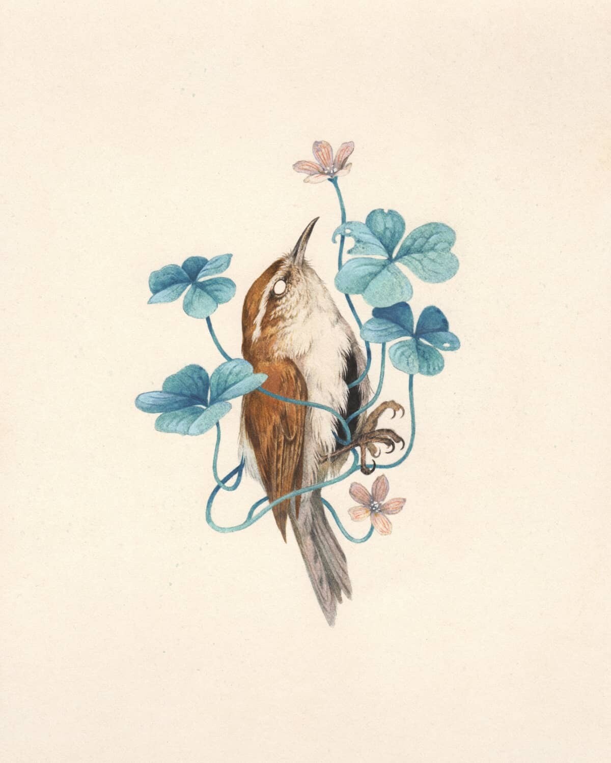 teagan white ilustraciones fauna 5