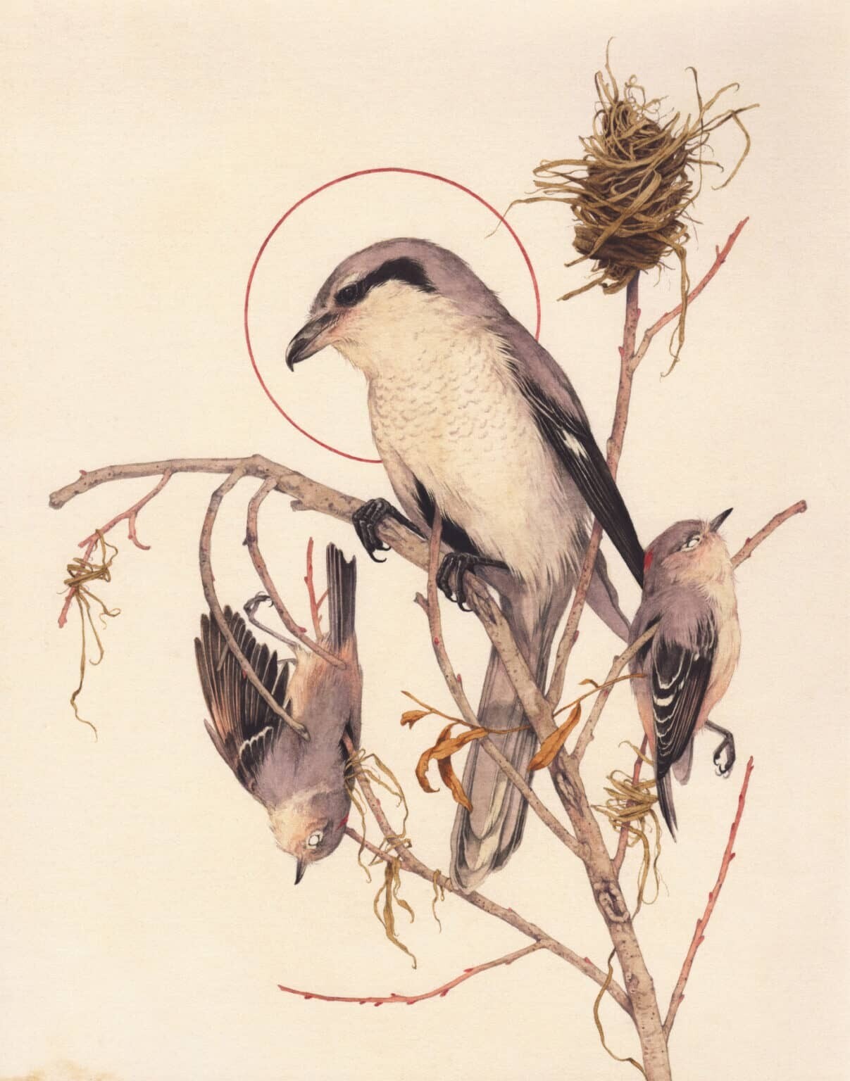 teagan white ilustraciones fauna 6