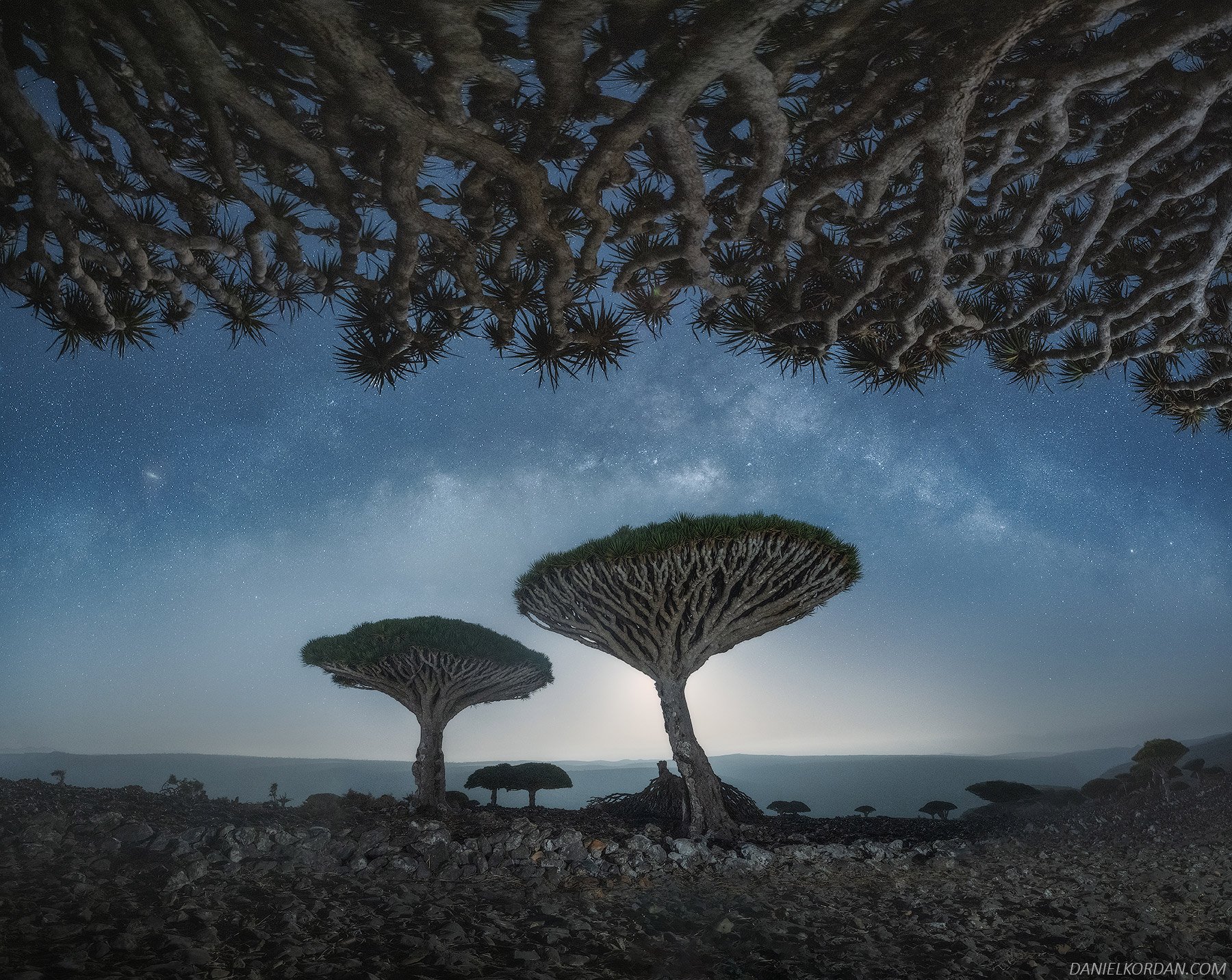 Los fascinantes y únicos árboles de Sangre de dragón, fotografiados por Daniel Kordan