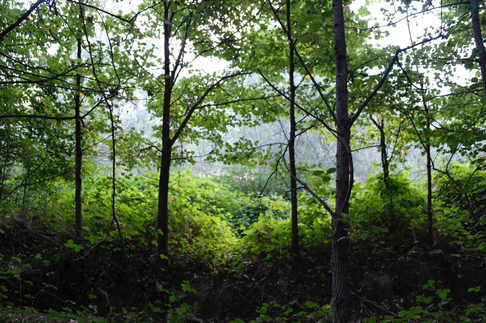 el bosque sonoro escenario foto el bosque sonoro 1024x6853