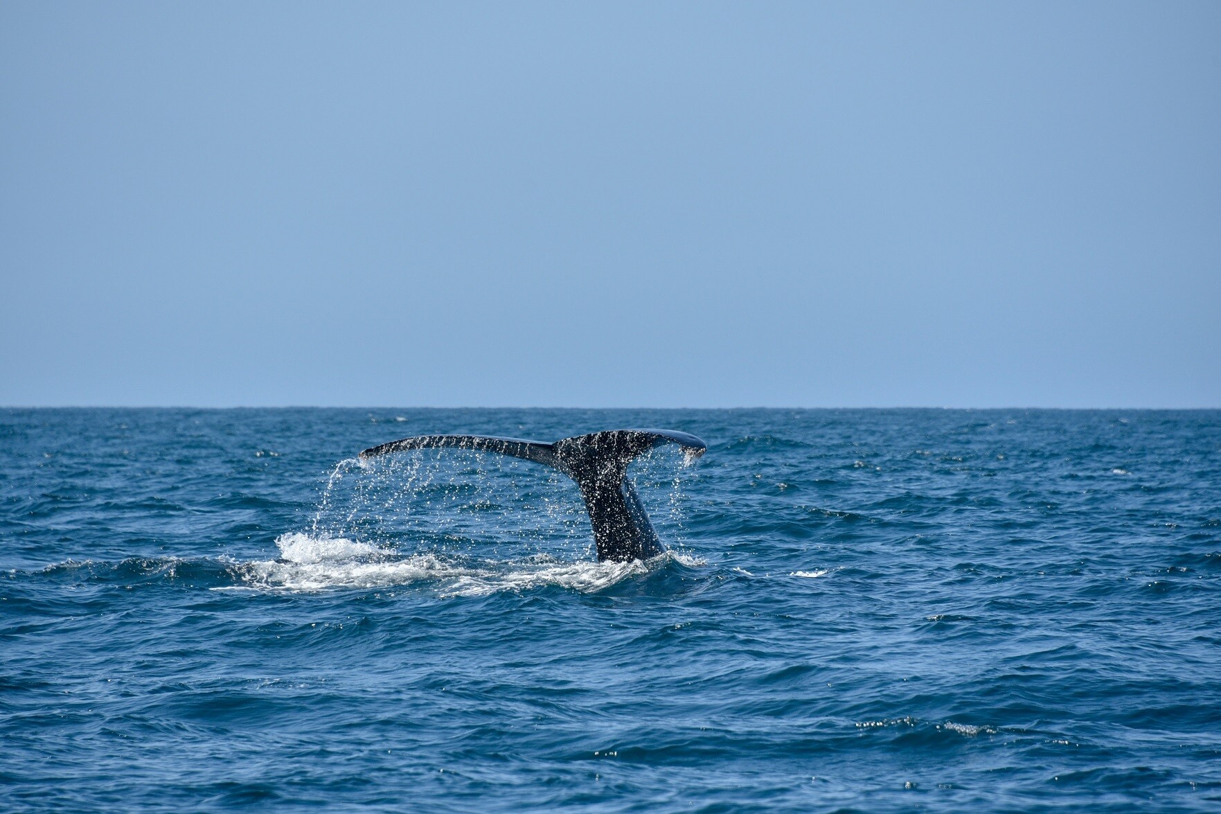 eric smith fotografia naturaleza oceano ballena 2