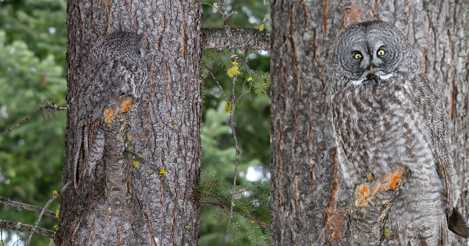 Un fotógrafo descubre a un búho mimetizado con la corteza de un árbol