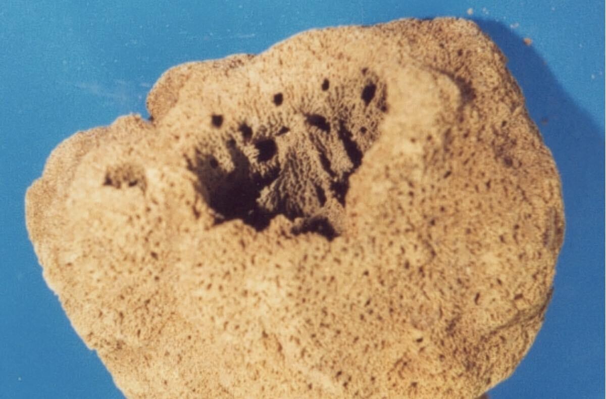 esponja marina ciencia naturaleza prehistoris 1