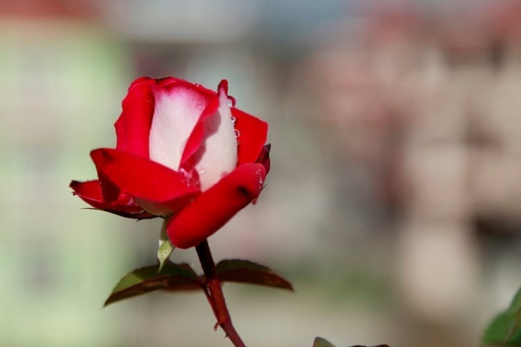 Una singular especie de rosa crece combinando pétalos rojos y blancos