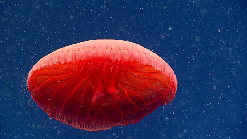 nueva especie de medusa roja 1