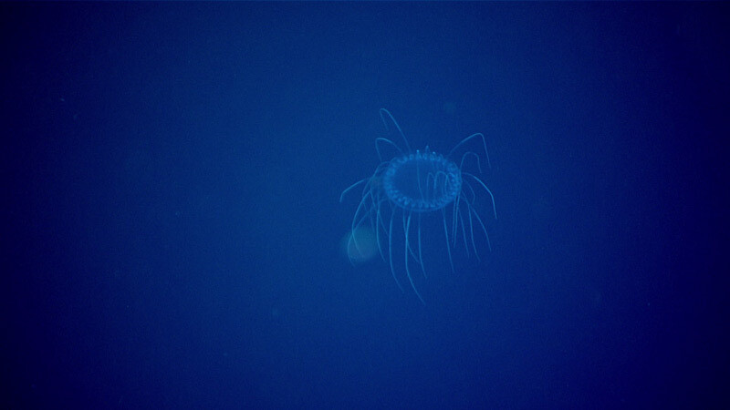nueva especie de medusa roja 3