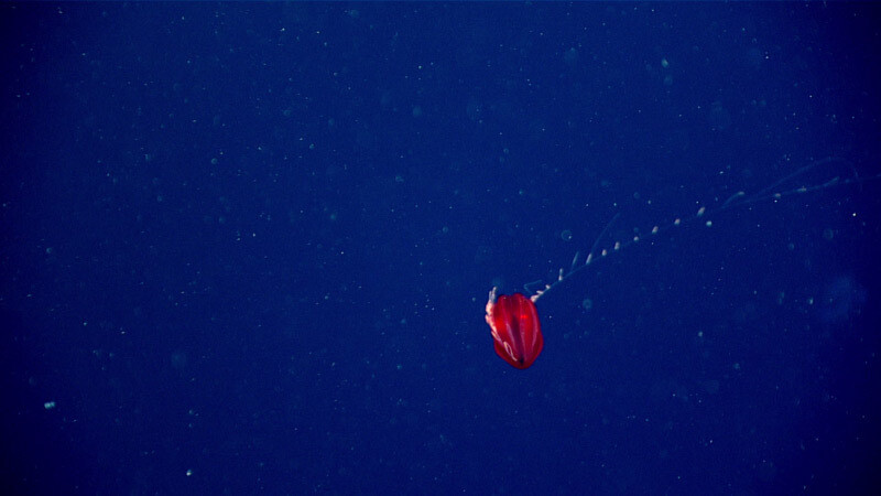 nueva especie de medusa roja 4