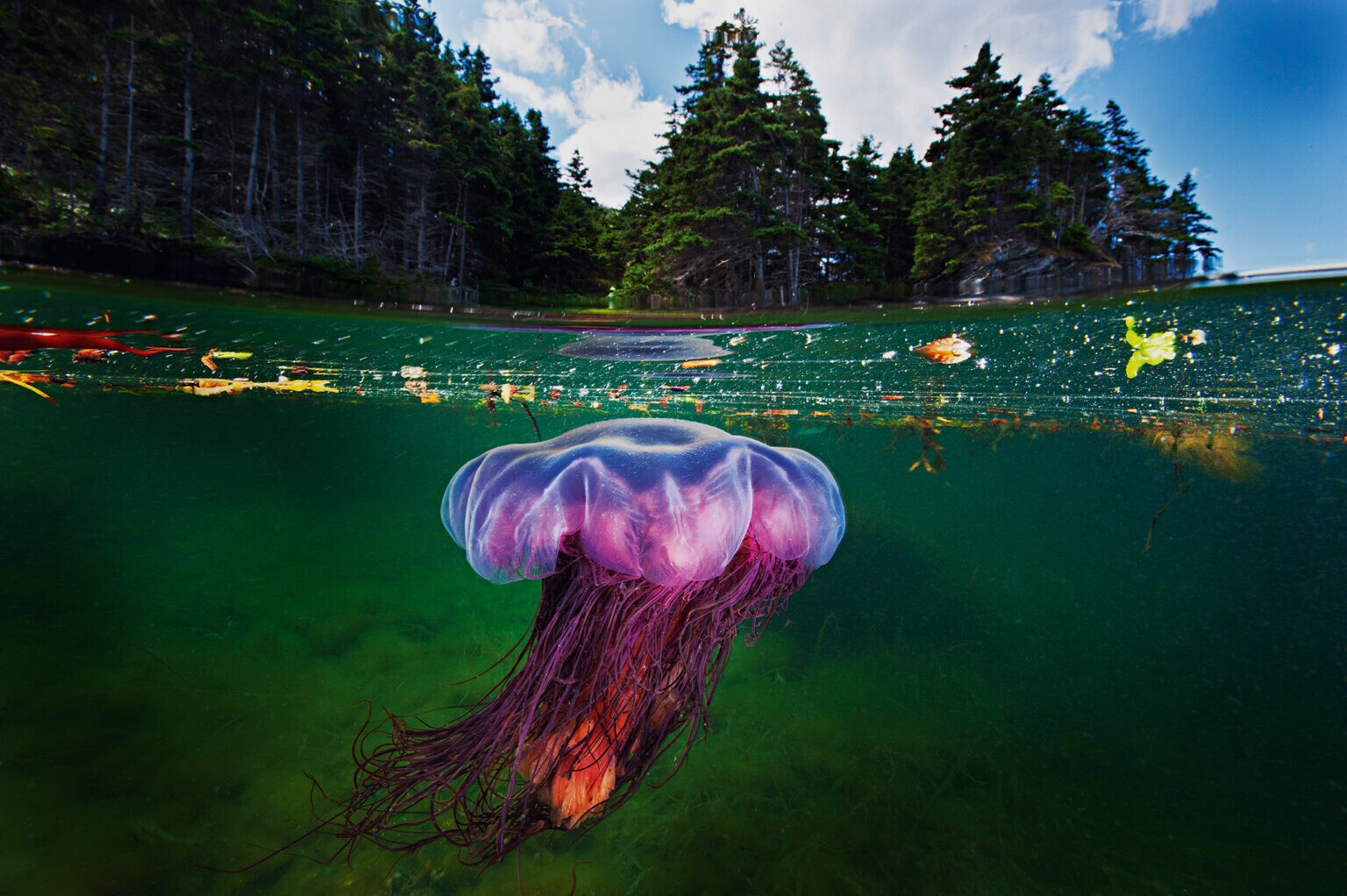 david doubilet two worlds fotografia silvestre naturaleza 1