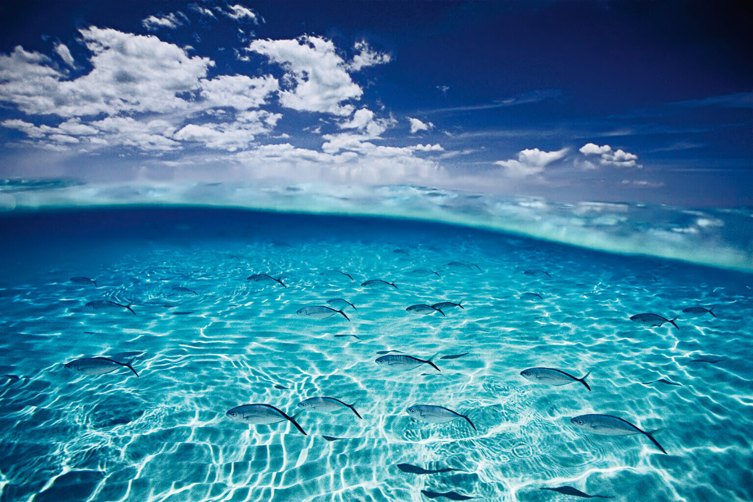 david doubilet two worlds fotografia silvestre naturaleza 3