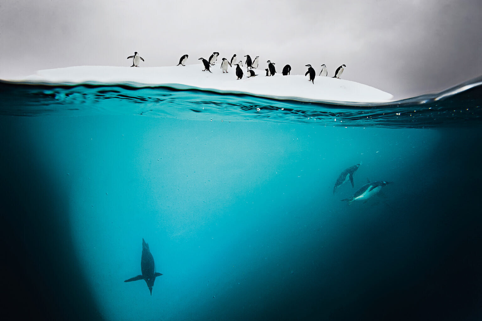 david doubilet two worlds fotografia silvestre naturaleza 4
