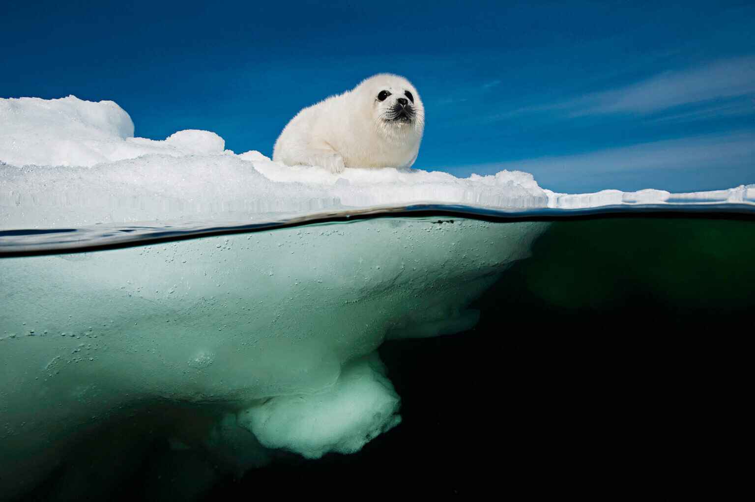 david doubilet two worlds fotografia silvestre naturaleza 5