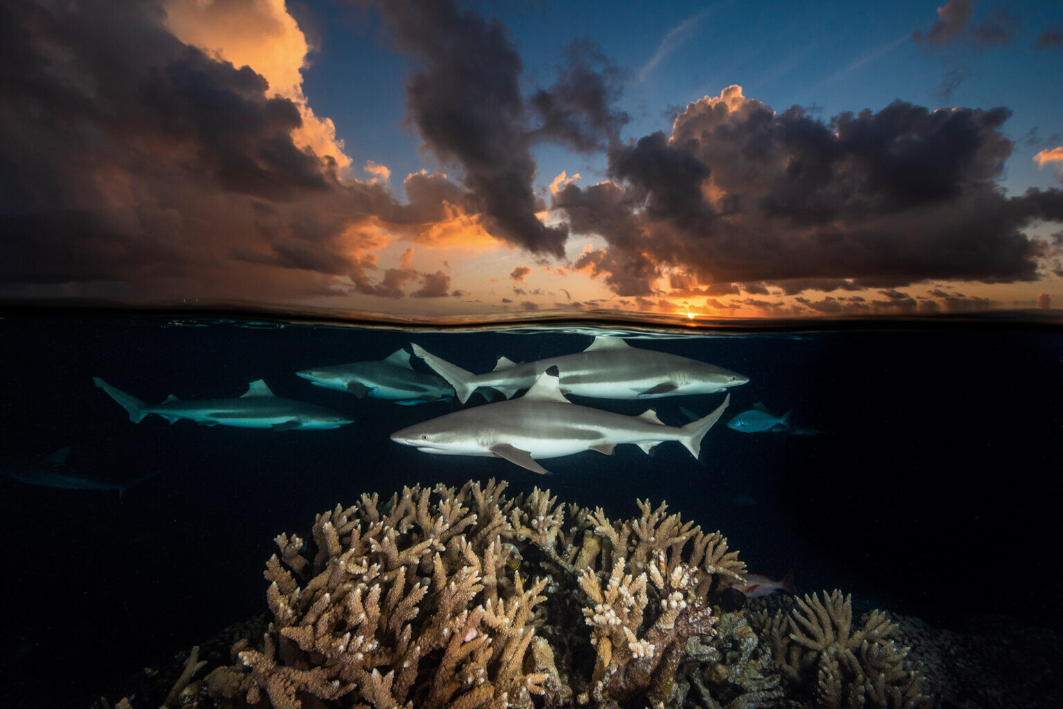 david doubilet two worlds fotografia silvestre naturaleza 6