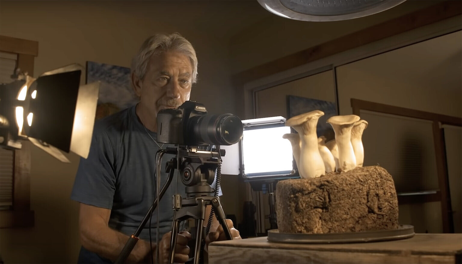 louie schwartzberg fantastic fungi cortometraje timelapse naturaleza hongos vida 1