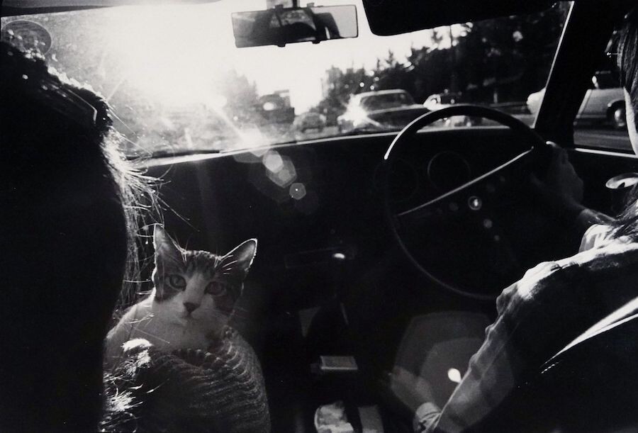 masahisa fukase retrato gato 1
