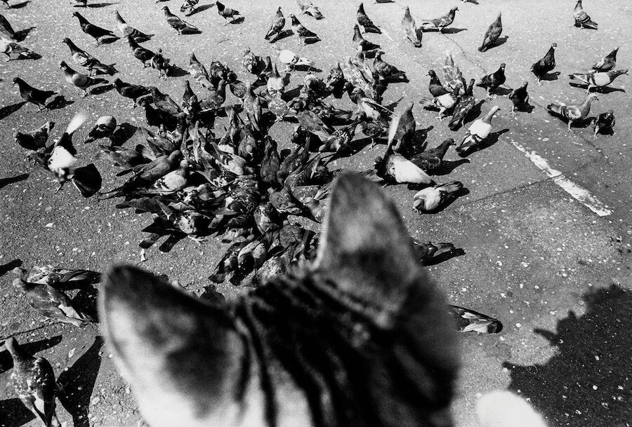 masahisa fukase retrato gato 10