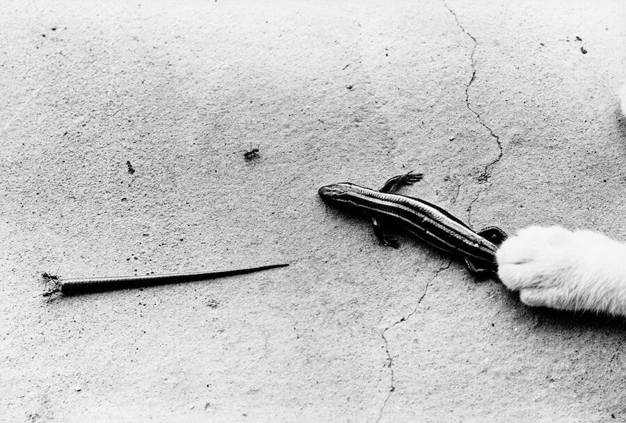 masahisa fukase retrato gato 11