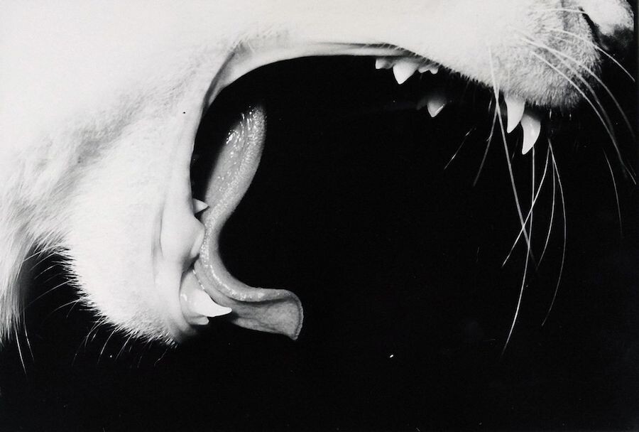 masahisa fukase retrato gato 3