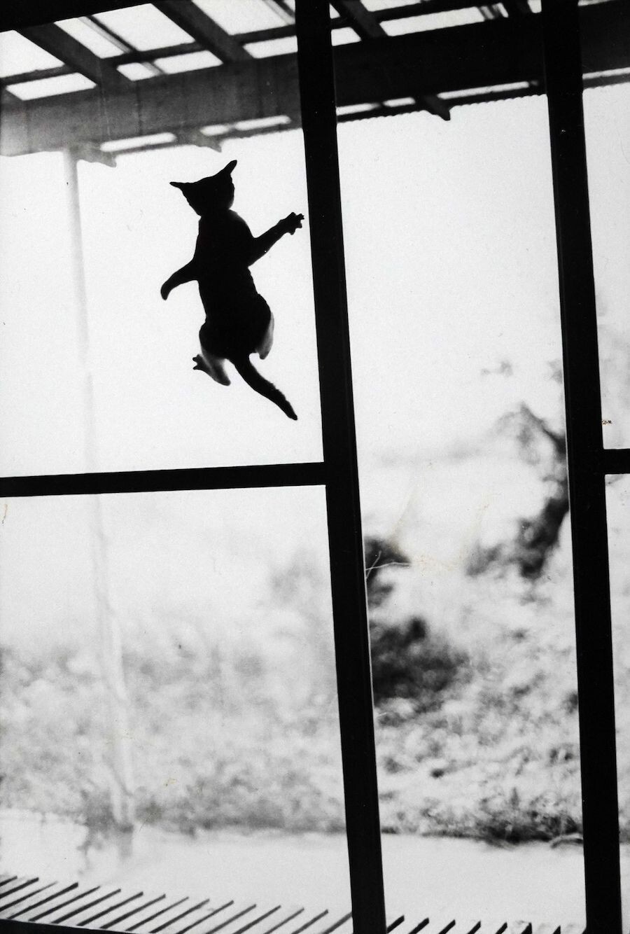 masahisa fukase retrato gato 4