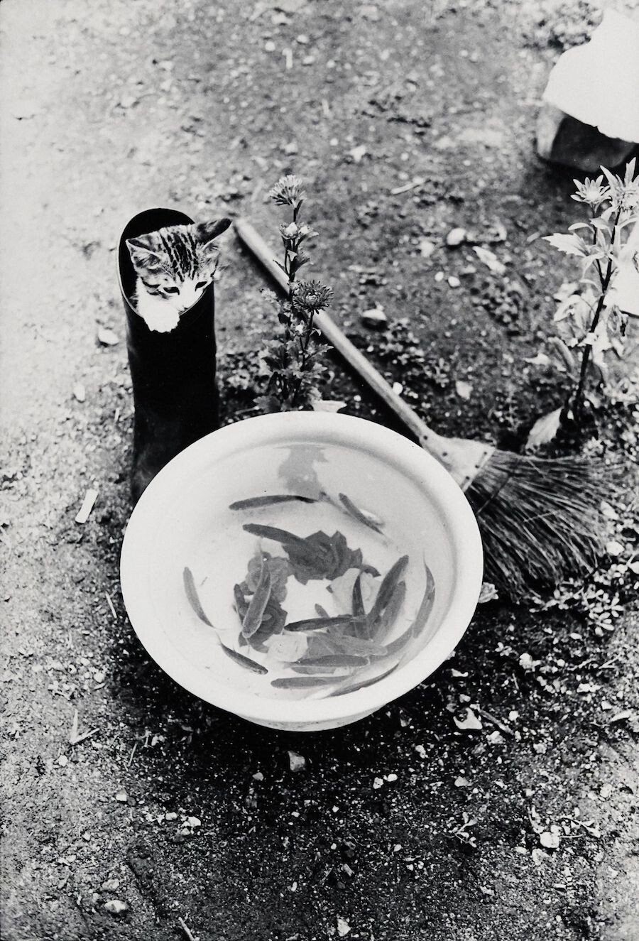 masahisa fukase retrato gato 5