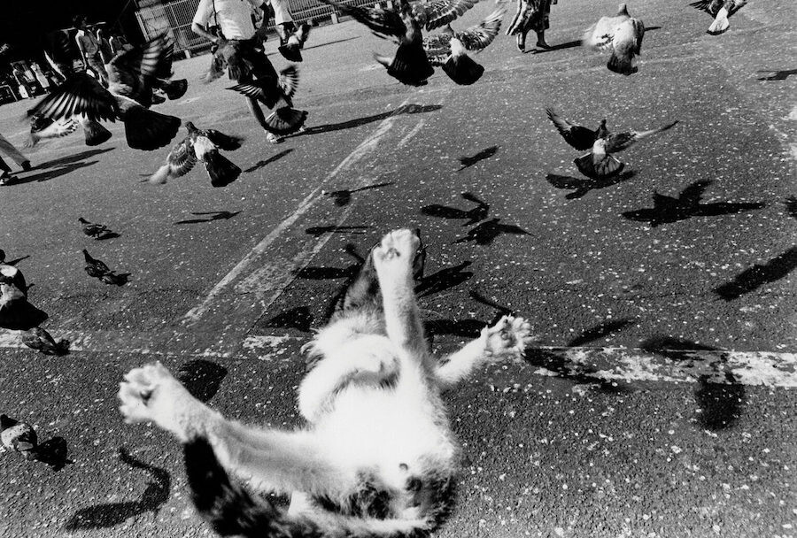 masahisa fukase retrato gato 6