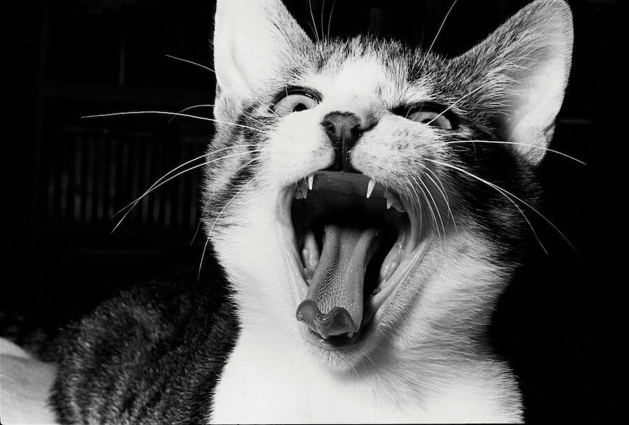 masahisa fukase retrato gato 7